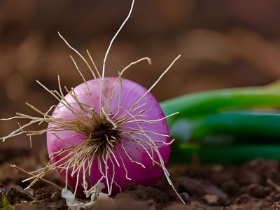 Onion with green leaves and white roots on brown soil in the field farm