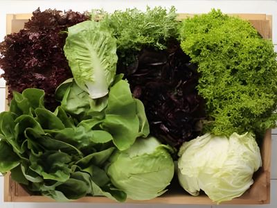 fresh picked whole lettuce varieties you can choose the best lettuce to grow indoors