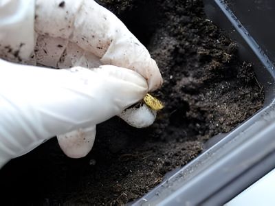 how to plant lemon seeds