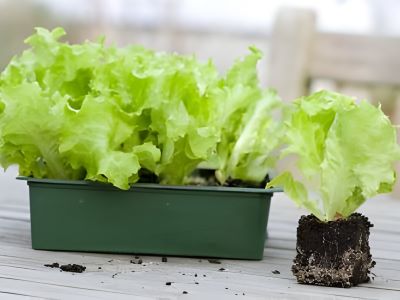 lettuce seedlings to grow inside