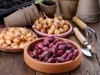 small bulbs of red and yellow onion sets ready to planting springtime