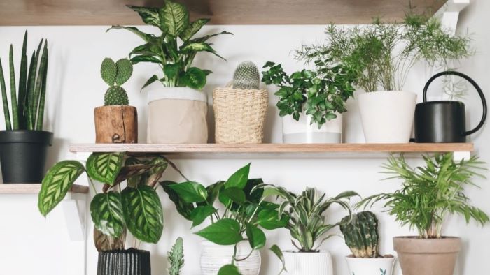 Houseplants to improve air quality