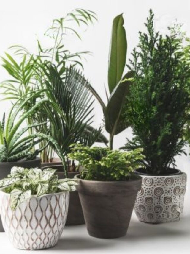 “Water Me Whenever: The Most Forgiving Indoor Plants for Busy Lifestyles”