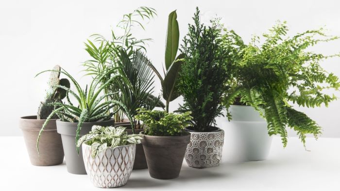 easiest indoor plants to keep alive