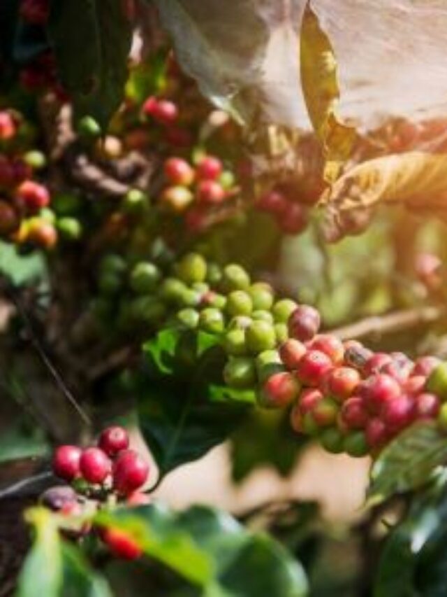 “From Soil to Sip: The Coffee Plant Types That Make Your Cup”