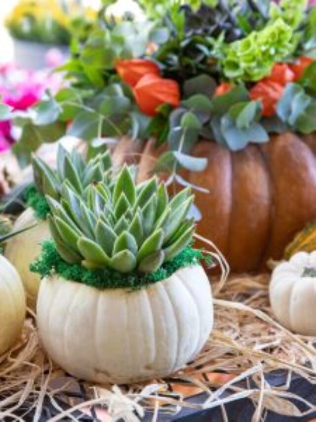 “Succulent Wonderland: An Introduction to Types of Succulents”