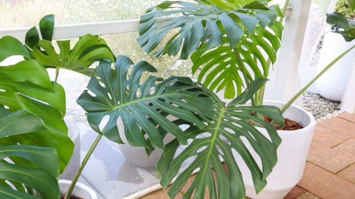 why your monstera droopy