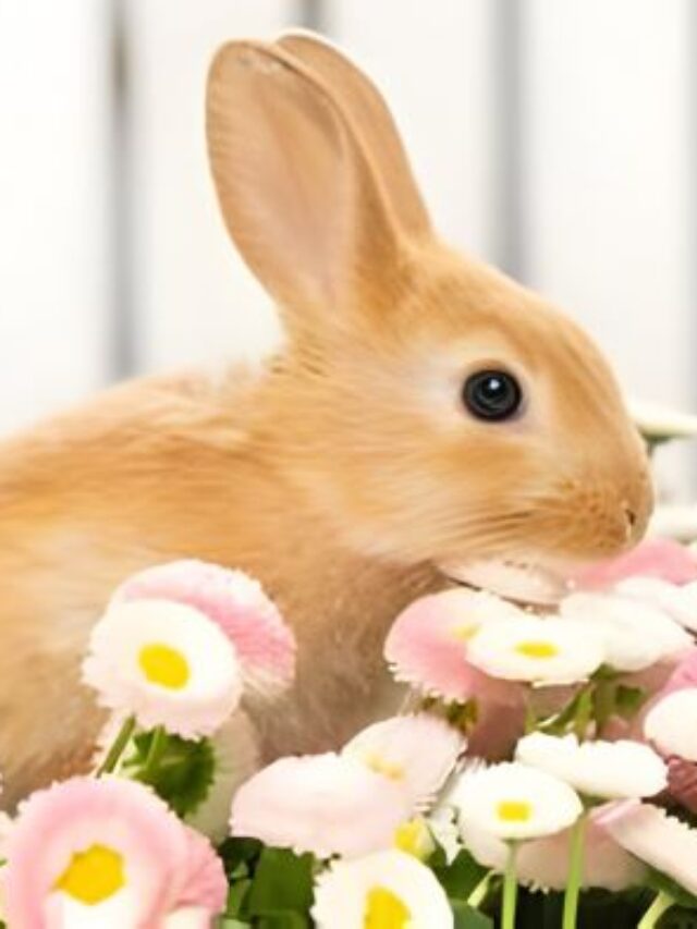 “Hop Stops: Creating a Rabbit-Resistant Garden”