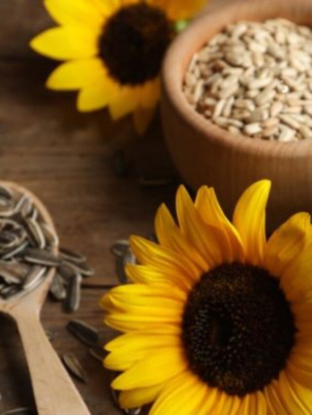 “Sunflower Seeds: A Journey from Soil to Sky!”