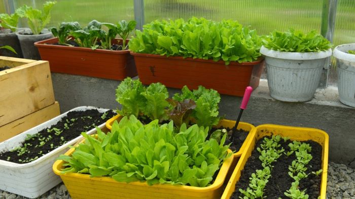 growing lettuce indoors