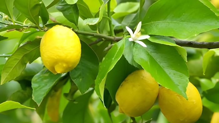 how to grow a lemon tree from seeds