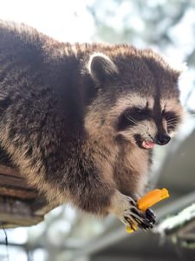 How to Keep Raccoons Out of Your Yard?